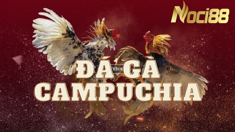 Đá gà Campuchia là gì? Khám phá luật chơi đá gà Campuchia cực "chất" tại Noci88
